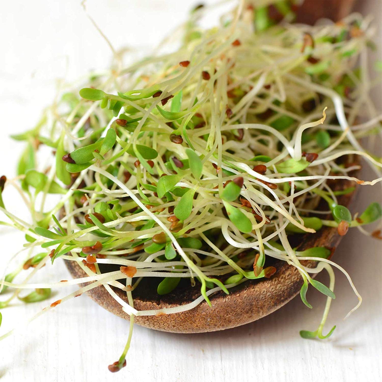 Certified Organic Dried Green Lentil Sprouting Seed: 4 Oz - Handy Pantry Brand: Dry Lentils for Planting Garden Seeds, Soup, Cooking or Sprout Salad, Sprouts